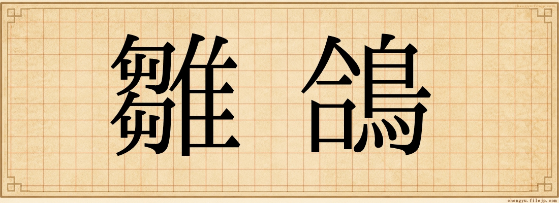 雛鴿